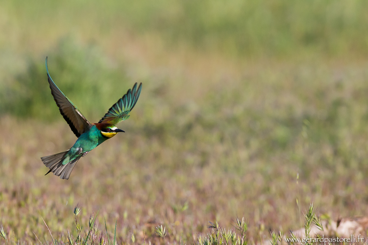 Bee eater 37